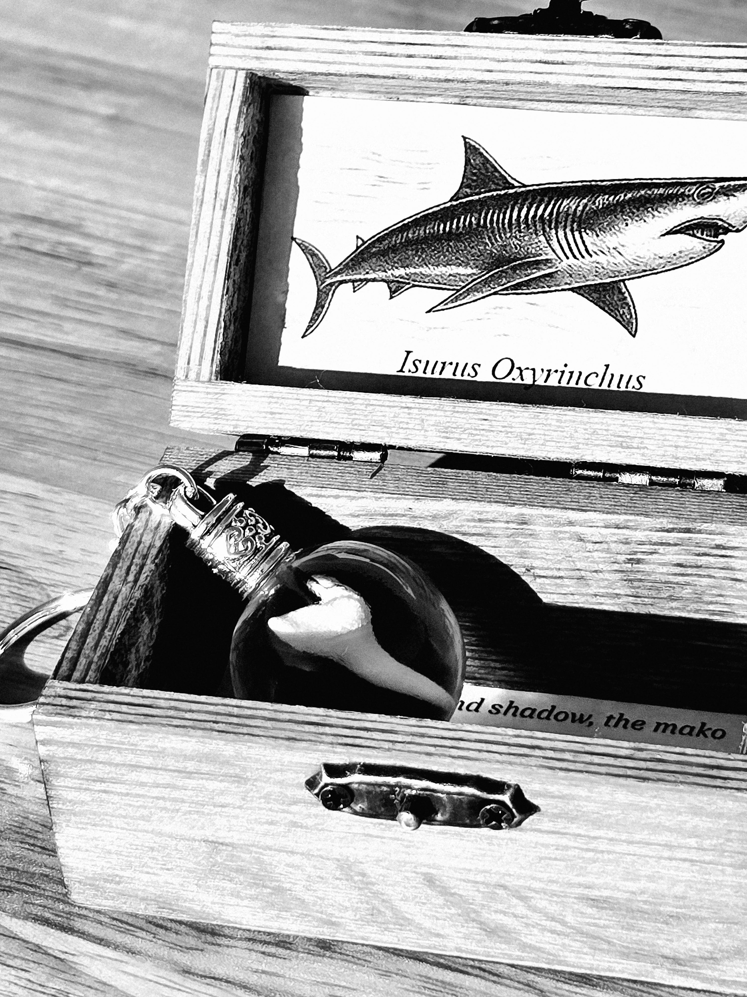Black-and-white close-up of the mako shark tooth keychain inside its open wooden box with a shark illustration and lore card